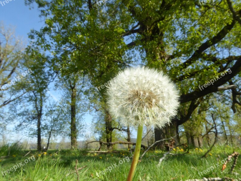 Dandelion Outdoors Wish Summer Nature