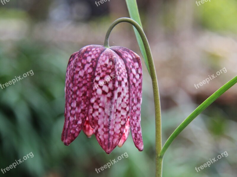 Chequered Blossom Bloom Spring Garden