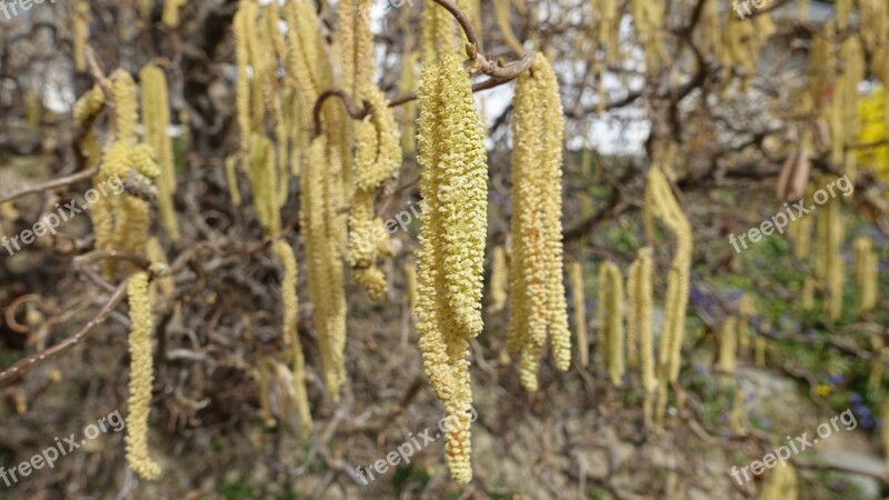 Spring Summer Flower Nature Plant