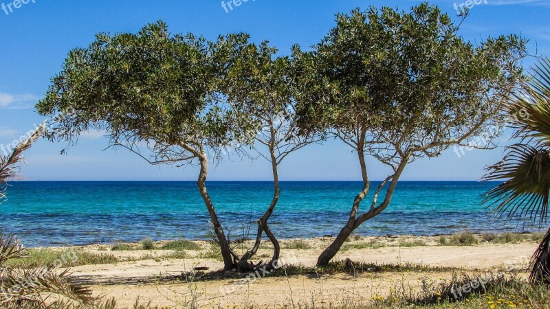 Cyprus Potamos Liopetri Tree Beach Sea