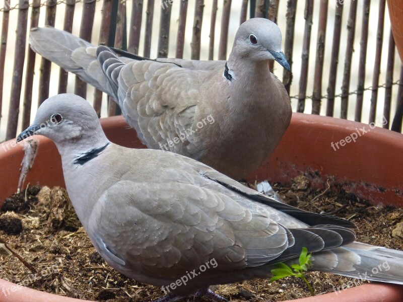 Turtledove Balcony Ave Bird Detail