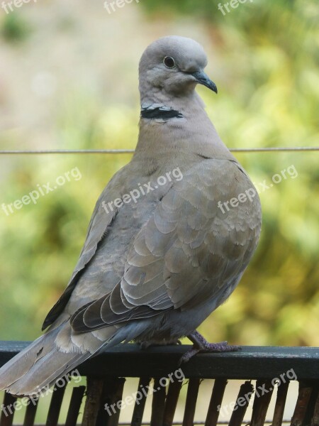 Turtledove Balcony Ave Bird Detail