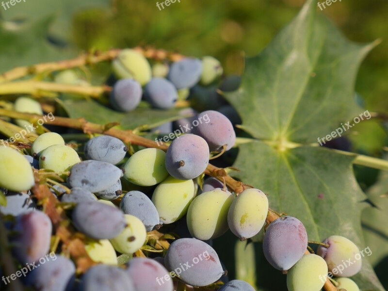 Fruits Plants Green Mature Fruit