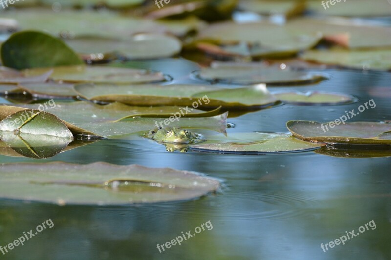 Frog Pond Water Pond With Frogs Amphibian