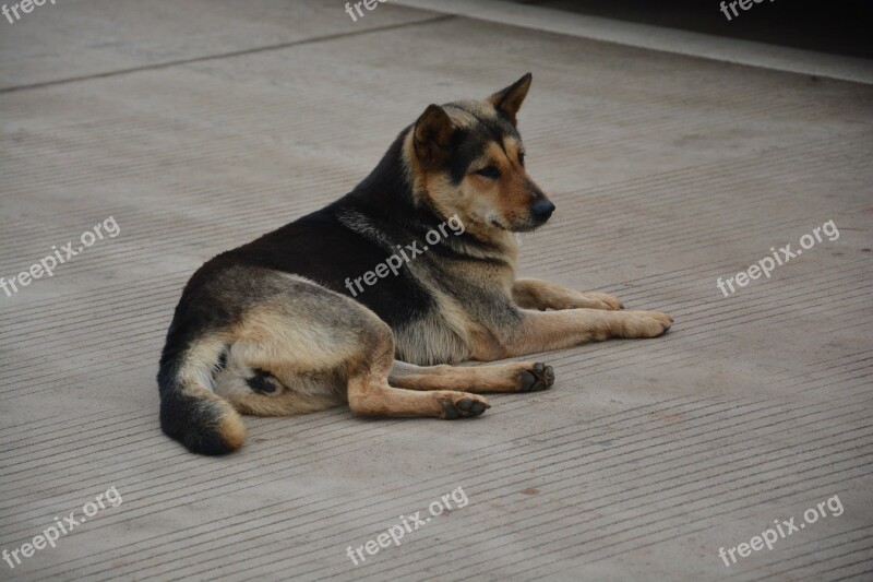 Chinese Rural Dogs Moe Dog Lying Dog Blue Dog