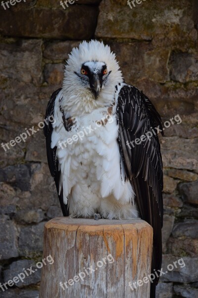 Adler Raptor Bird Of Prey Bird Plumage