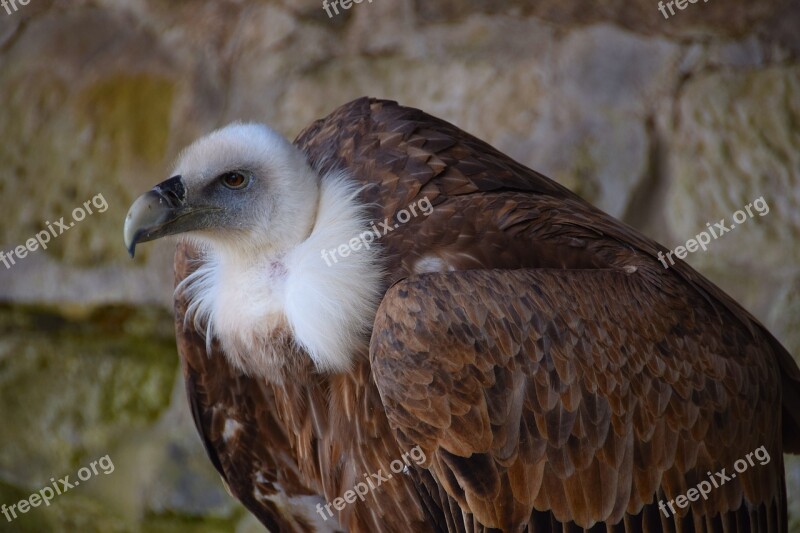 Vulture Black Vulture Raptor Bird Of Prey Bird