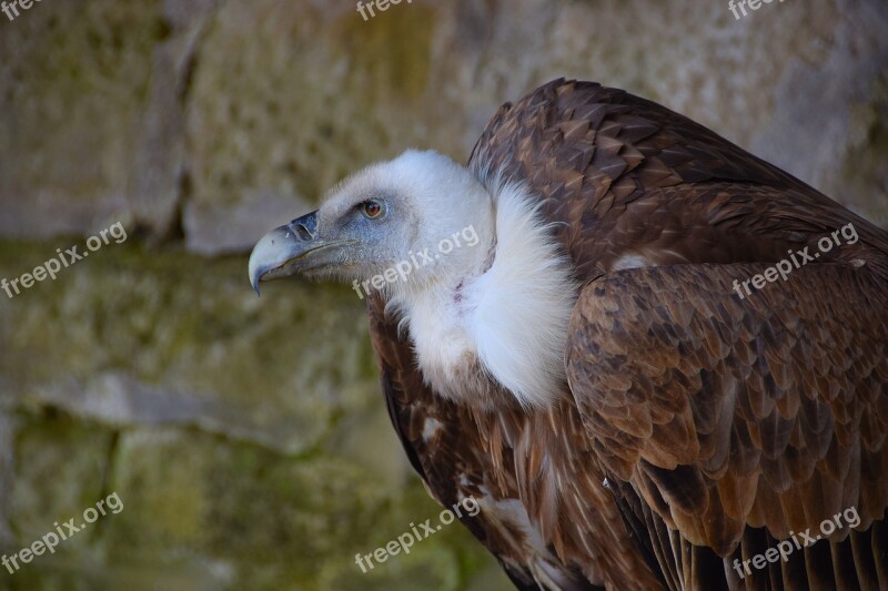 Vulture Black Vulture Raptor Bird Of Prey Bird