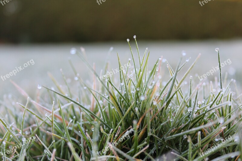 Grass Rush Frost Dew Blades Of Grass