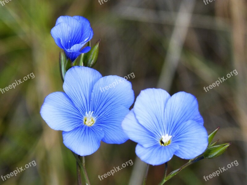 Linum Blue Flower Flower Free Photos