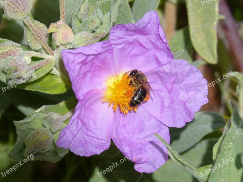 Steppe Cistus Bee Flower Libar