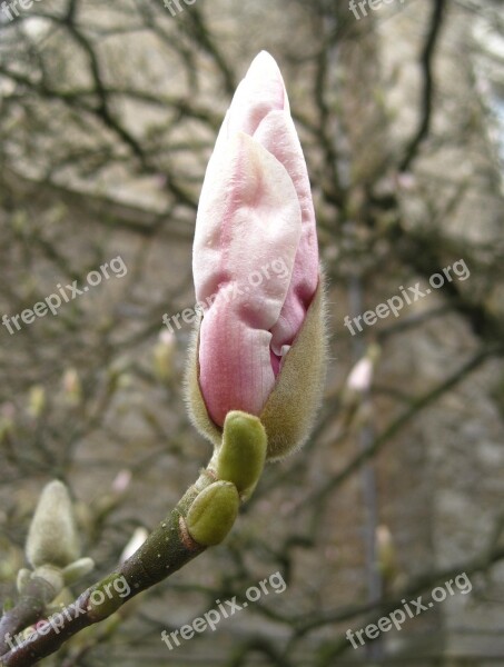 Magnolia Bud Frühlingsanfang Bud Magnolia Tree Magnolia Blossom