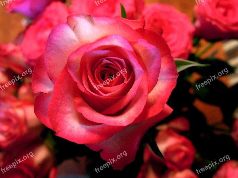 Rose Red Pink Corsage Flower