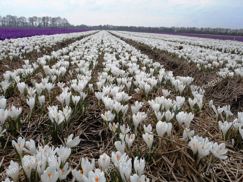 Crocus Bulbs Bulb Spring Free Photos