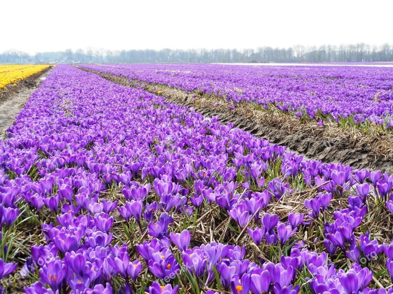 Crocus Bulbs Bulb Flowers Spring