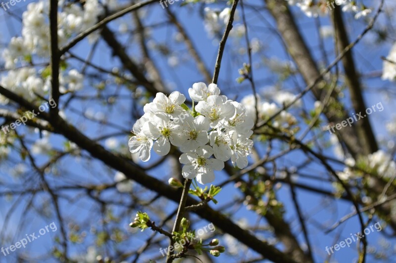 Flower Flowers White Flower White Fiorii Cherry