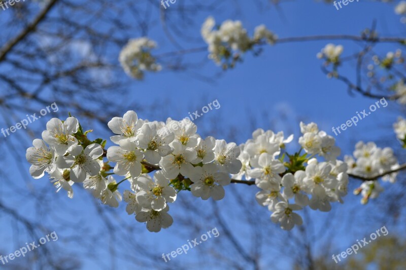 Flower Flowers White Flower White Fiorii Cherry