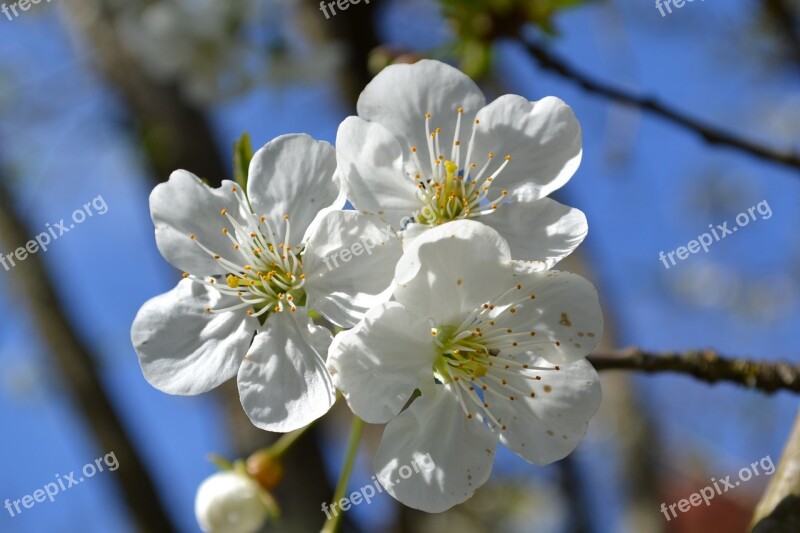 Flower Flowers White Flower White Fiorii Cherry