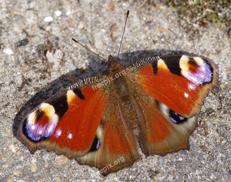 Butterfly Peacock Lepidoptera Colorful Insect