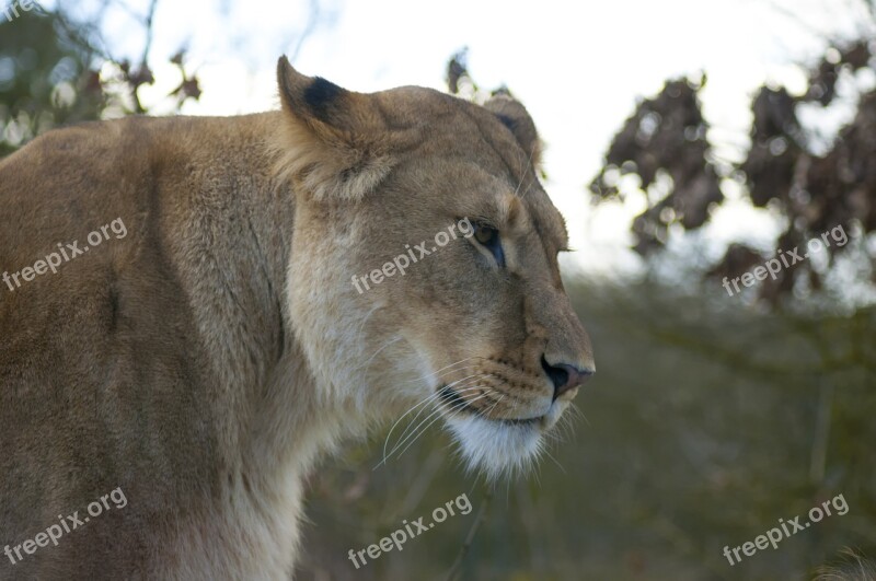 Lion Zoo Lioness Expensive Free Photos