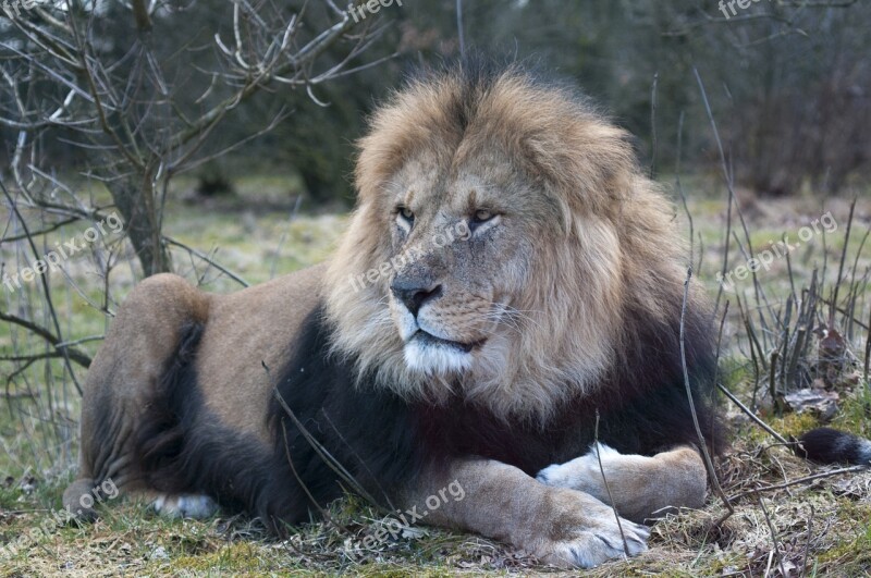 Lion Zoo Male Lion Expensive Free Photos