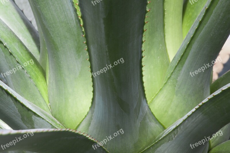 Agave Leaf Lanceolate Rosette Thorns