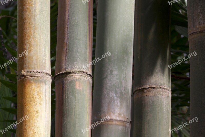 Dendrocalamus Giganteus Bamboo Giant Bamboo Rough Giant Bamboo Dendrocalamus Aper