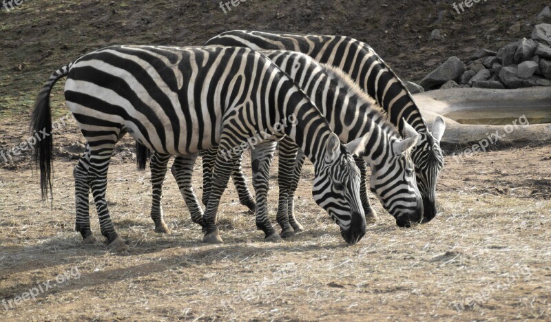 Zebra Zoo Animal Nature Zoo Animals