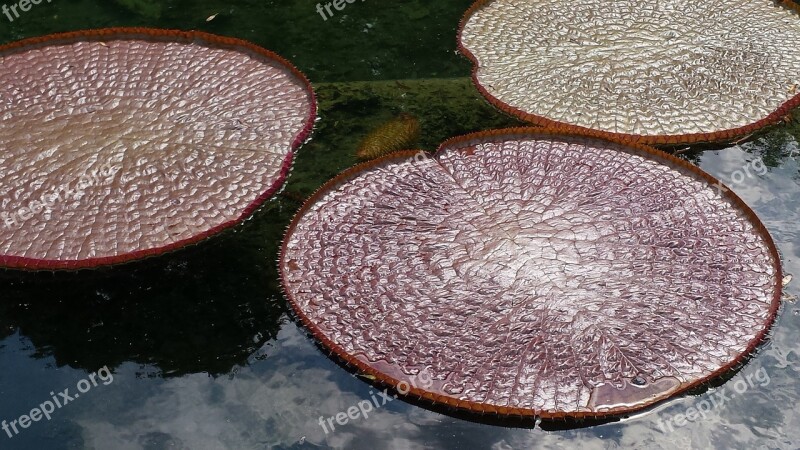 Botanical Garden Water Lily Water Basin Free Photos