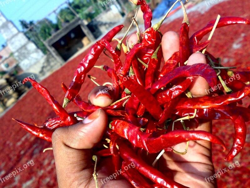 Chili Red-chili Dry Chili Chili Drying Field Free Photos