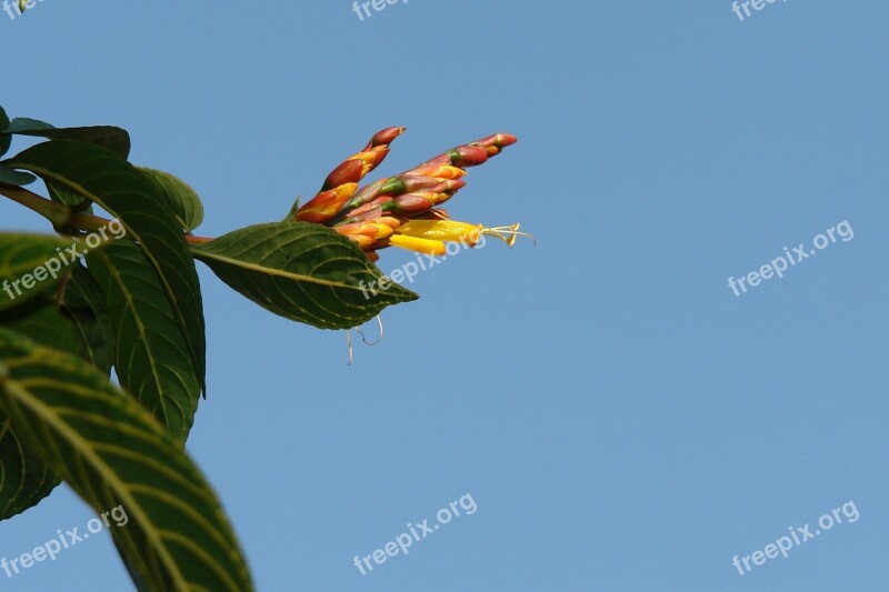 Flower Nature Plant Blue Sky