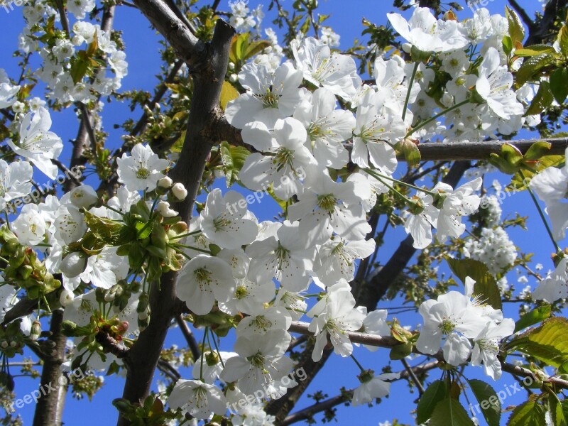 Flower Nature Plant White Blossom