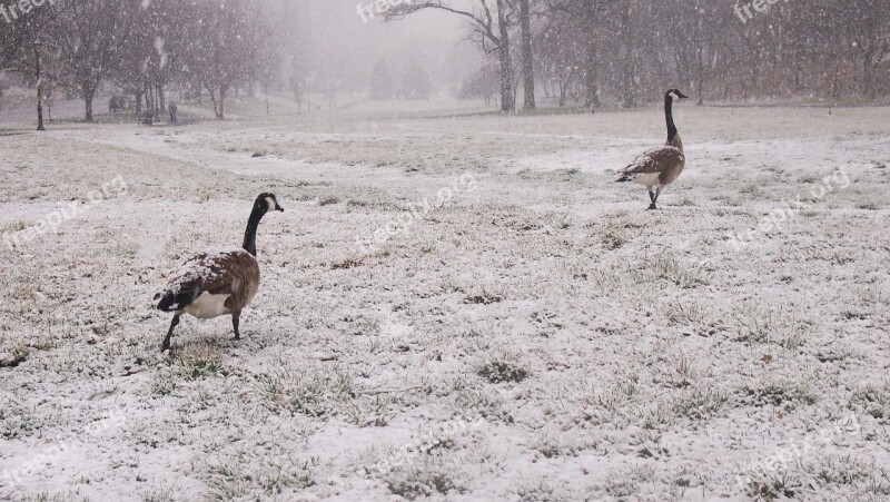 Geese Snow Snowy Park Follow The Leader Goose