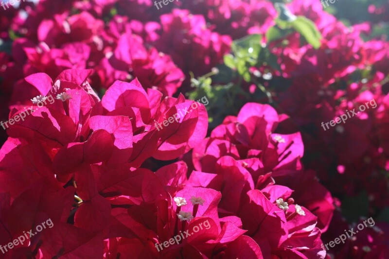 Pink Flowers Background Tropical Botanical