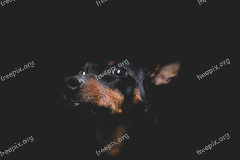 Dog Hound Portrait Artistic Canine