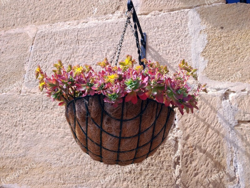 Plant Pot Flowerpot Plant Trim Pendant