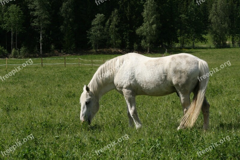 White Horse Summer Pasture Whitehorse Free Photos