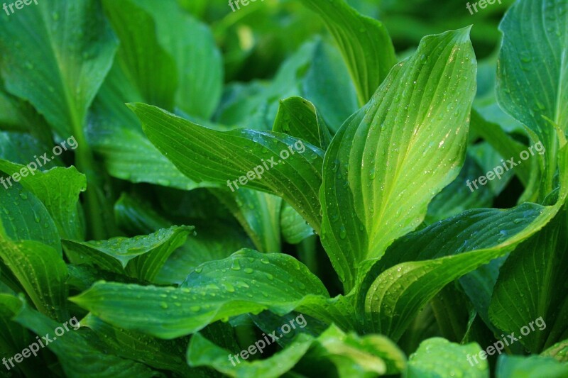 Hosta Water Droplets On Leaf Water Drop Green Free Photos