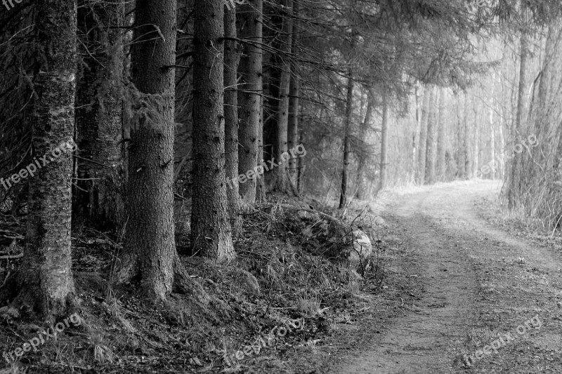 Road Through The Woods Forest Road B W Photo Free Photos