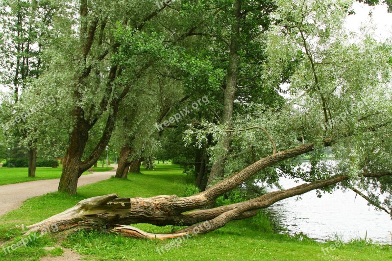 Bent But Not Kink Bends But Does Not Fold Parkway Fallen Tree Free Photos