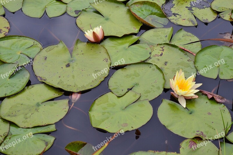 Lily Pads Yellow Flower Blossom Pond Free Photos