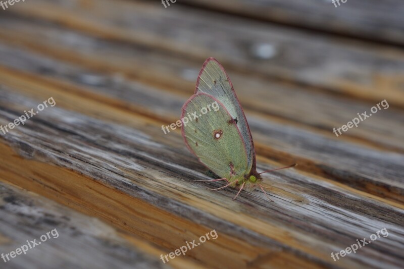 Butterfly Closeup Insect Nature Natural