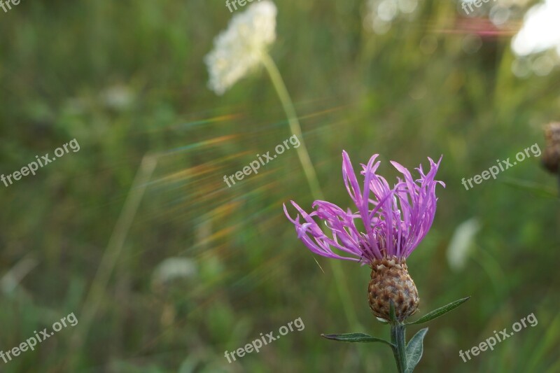 Flower Sunlight Summer Twilight Nature