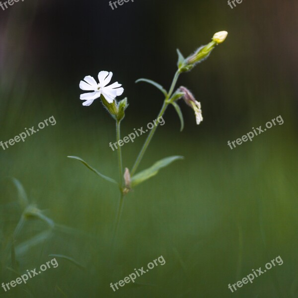 Simple Flower White Decoration Bright