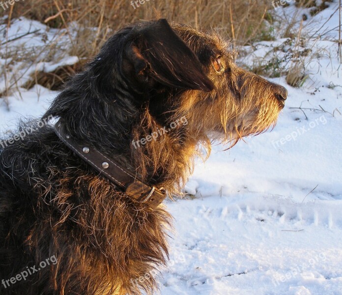 Dachshund Dog Pet Snow Winter