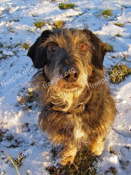 Dachshund Dog Pet Snow Winter