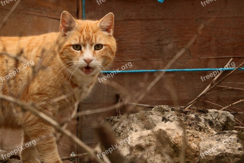 Cat Males Cute Big Cat Domestic Cat