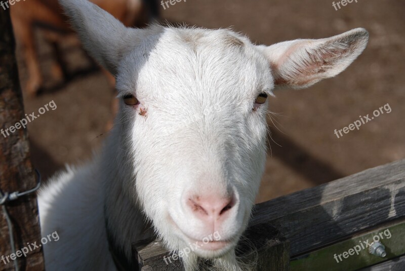 Goat White Creature Public Record Domestic Goat