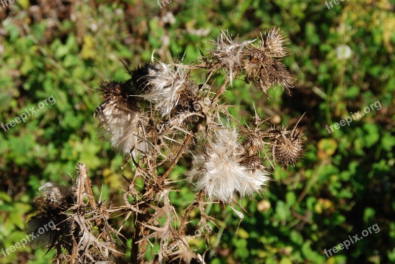 Thistle Arid Dry Spiny Free Photos