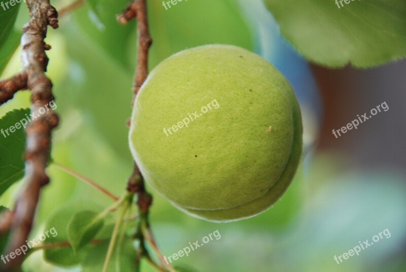 Apricot Immature Green Fruit Immaturity Fruit